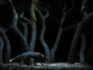 Imagem - Prêmios Fotografia