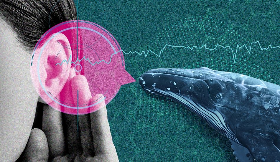 IA Comunicação Animal