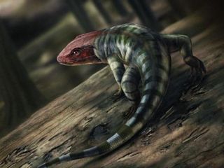 thumbnail - Evolução Tetrápode