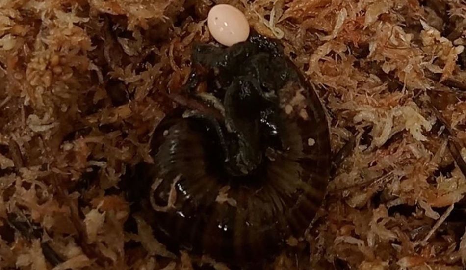 Postura de Ovos de Caracol