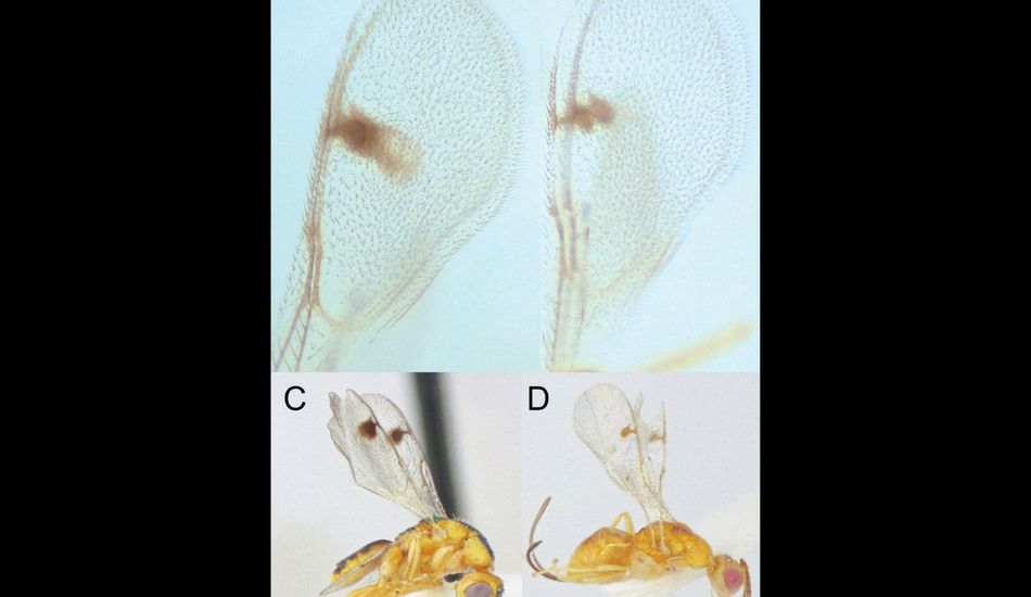 Vespas Parasitas