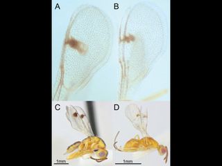 thumbnail - Vespas Parasitas